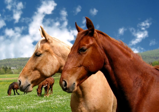  Nos chevaux 